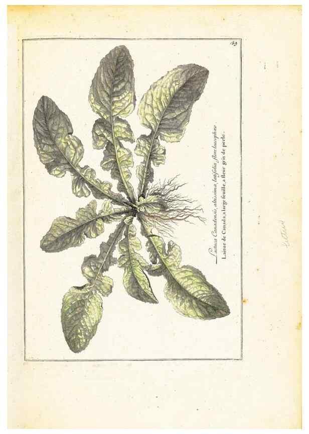 Reproducción/Reproduction 48584235037: [Recueil des plantes dessinées et gravées par ordre du roi Louis XIV].. Paris :Impr. royale,1786. 