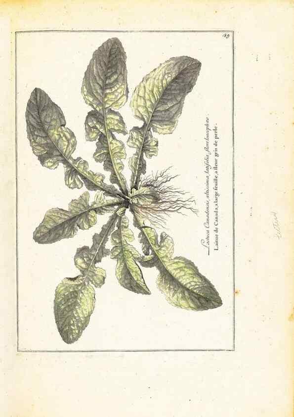 Reproducción/Reproduction 48584235037: [Recueil des plantes dessinées et gravées par ordre du roi Louis XIV].. Paris :Impr. royale,1786. 