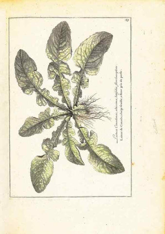 Reproducción/Reproduction 48584235037: [Recueil des plantes dessinées et gravées par ordre du roi Louis XIV].. Paris :Impr. royale,1786. 