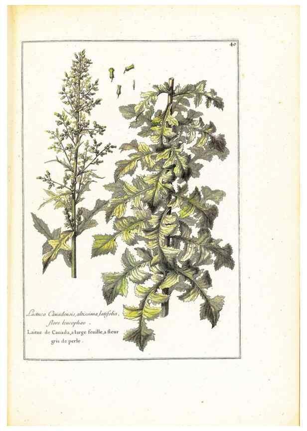 Reproducción/Reproduction 48584087656: [Recueil des plantes dessinées et gravées par ordre du roi Louis XIV].. Paris :Impr. royale,1786. 