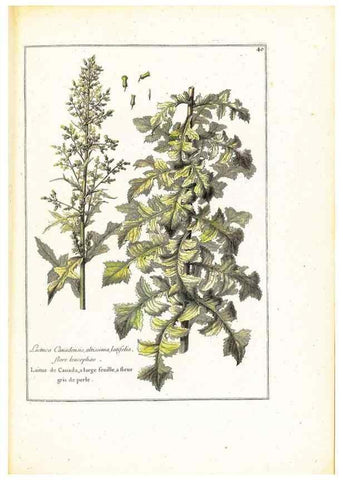 Reproducción/Reproduction 48584087656: [Recueil des plantes dessinées et gravées par ordre du roi Louis XIV].. Paris :Impr. royale,1786. 