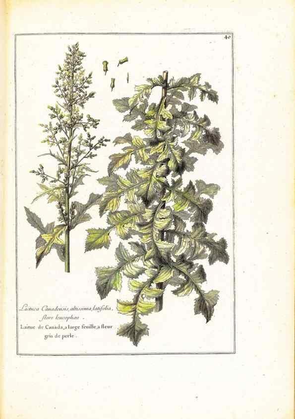 Reproducción/Reproduction 48584087656: [Recueil des plantes dessinées et gravées par ordre du roi Louis XIV].. Paris :Impr. royale,1786. 
