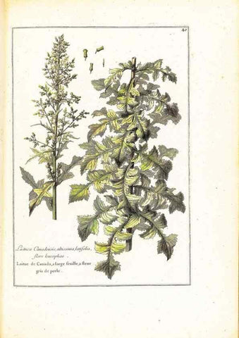 Reproducción/Reproduction 48584087656: [Recueil des plantes dessinées et gravées par ordre du roi Louis XIV].. Paris :Impr. royale,1786. 
