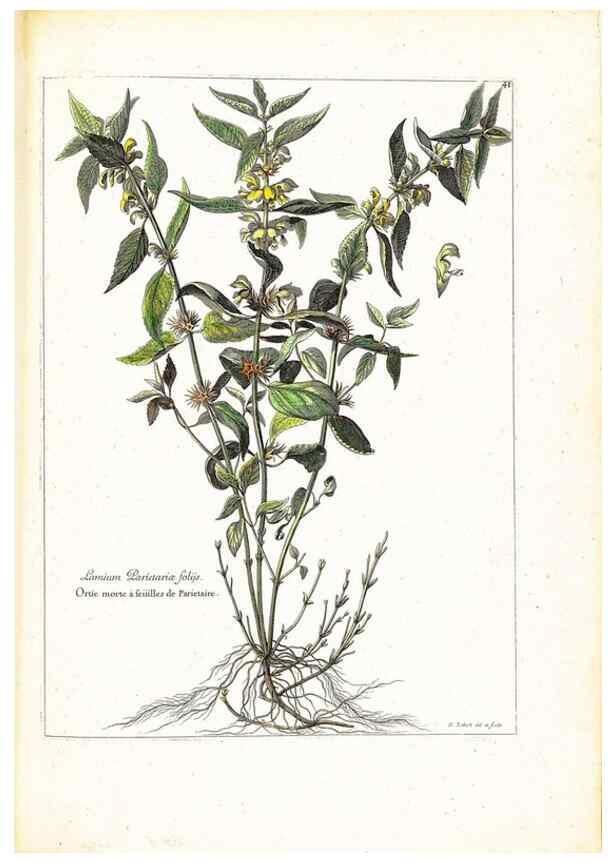 Reproducción/Reproduction 48584088211: [Recueil des plantes dessinées et gravées par ordre du roi Louis XIV].. Paris :Impr. royale,1786. 