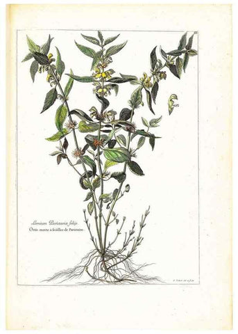 Reproducción/Reproduction 48584088211: [Recueil des plantes dessinées et gravées par ordre du roi Louis XIV].. Paris :Impr. royale,1786. 