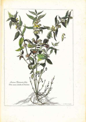 Reproducción/Reproduction 48584088211: [Recueil des plantes dessinées et gravées par ordre du roi Louis XIV].. Paris :Impr. royale,1786. 