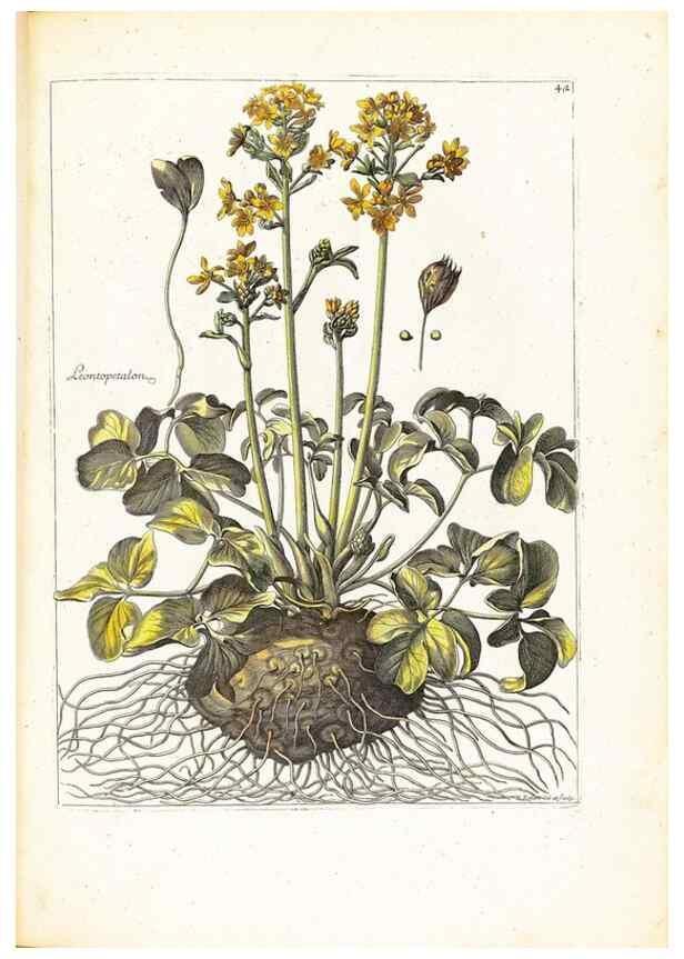 Reproducción/Reproduction 48584236757: [Recueil des plantes dessinées et gravées par ordre du roi Louis XIV].. Paris :Impr. royale,1786. 