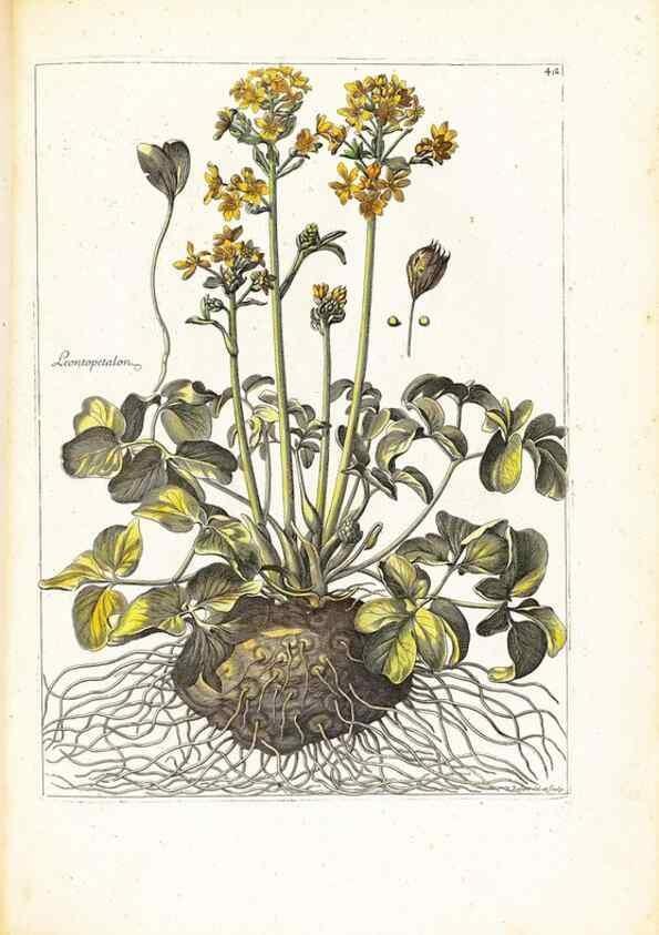 Reproducción/Reproduction 48584236757: [Recueil des plantes dessinées et gravées par ordre du roi Louis XIV].. Paris :Impr. royale,1786. 