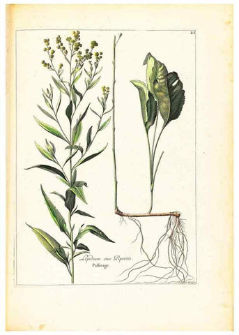 Reproducción/Reproduction 48584089376: [Recueil des plantes dessinées et gravées par ordre du roi Louis XIV].. Paris :Impr. royale,1786. 