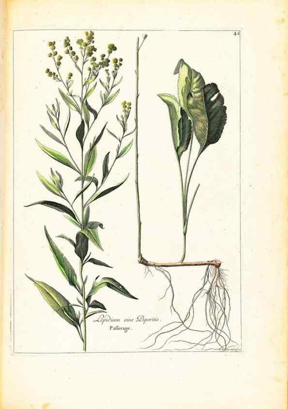 Reproducción/Reproduction 48584089376: [Recueil des plantes dessinées et gravées par ordre du roi Louis XIV].. Paris :Impr. royale,1786. 