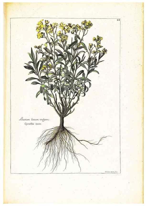 Reproducción/Reproduction 48584237712: [Recueil des plantes dessinées et gravées par ordre du roi Louis XIV].. Paris :Impr. royale,1786. 