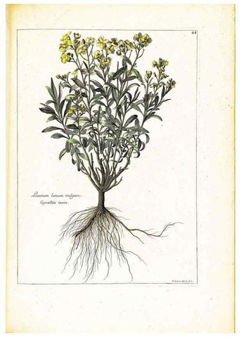 Reproducción/Reproduction 48584237712: [Recueil des plantes dessinées et gravées par ordre du roi Louis XIV].. Paris :Impr. royale,1786. 