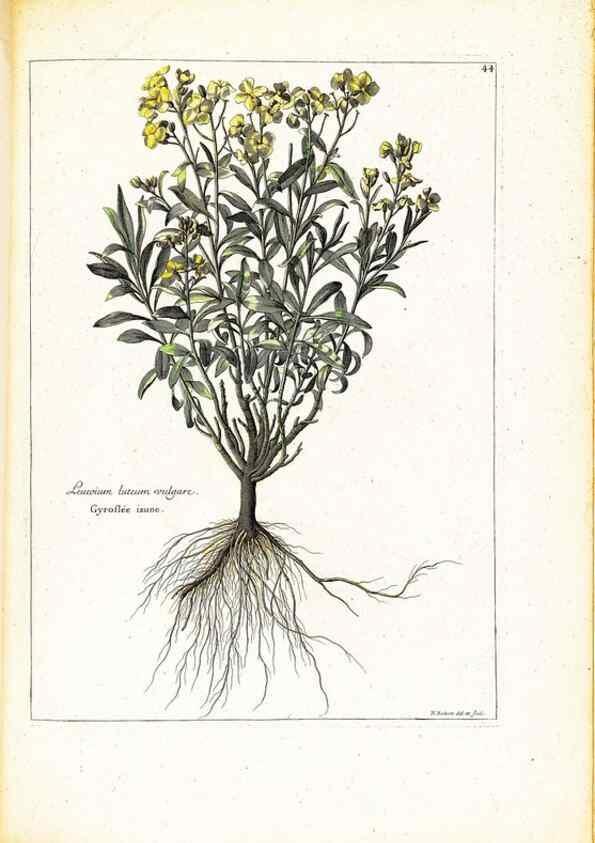 Reproducción/Reproduction 48584237712: [Recueil des plantes dessinées et gravées par ordre du roi Louis XIV].. Paris :Impr. royale,1786. 
