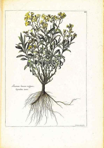 Reproducción/Reproduction 48584237712: [Recueil des plantes dessinées et gravées par ordre du roi Louis XIV].. Paris :Impr. royale,1786. 