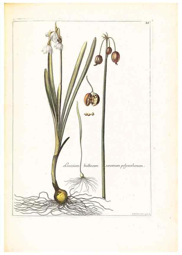 Reproducción/Reproduction 48584090426: [Recueil des plantes dessinées et gravées par ordre du roi Louis XIV].. Paris :Impr. royale,1786. 