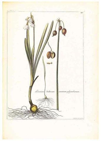 Reproducción/Reproduction 48584090426: [Recueil des plantes dessinées et gravées par ordre du roi Louis XIV].. Paris :Impr. royale,1786. 