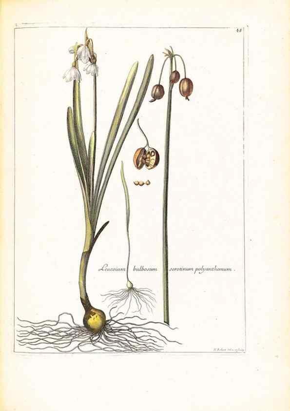 Reproducción/Reproduction 48584090426: [Recueil des plantes dessinées et gravées par ordre du roi Louis XIV].. Paris :Impr. royale,1786. 