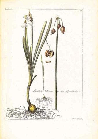 Reproducción/Reproduction 48584090426: [Recueil des plantes dessinées et gravées par ordre du roi Louis XIV].. Paris :Impr. royale,1786. 