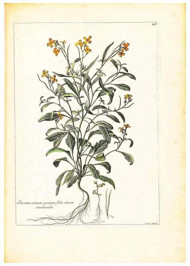 Reproducción/Reproduction 48584090941: [Recueil des plantes dessinées et gravées par ordre du roi Louis XIV].. Paris :Impr. royale,1786. 