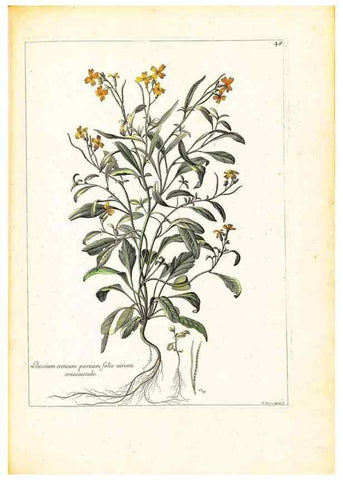 Reproducción/Reproduction 48584090941: [Recueil des plantes dessinées et gravées par ordre du roi Louis XIV].. Paris :Impr. royale,1786. 