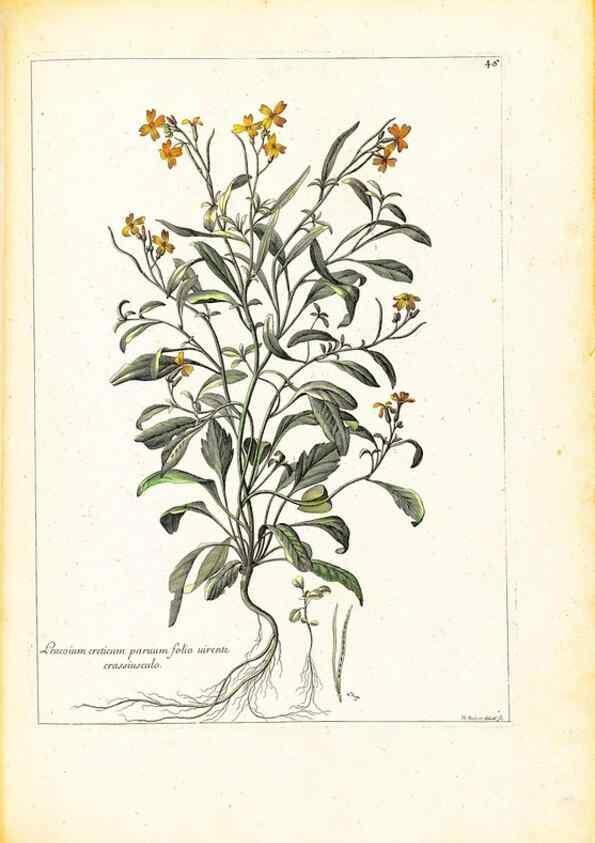 Reproducción/Reproduction 48584090941: [Recueil des plantes dessinées et gravées par ordre du roi Louis XIV].. Paris :Impr. royale,1786. 