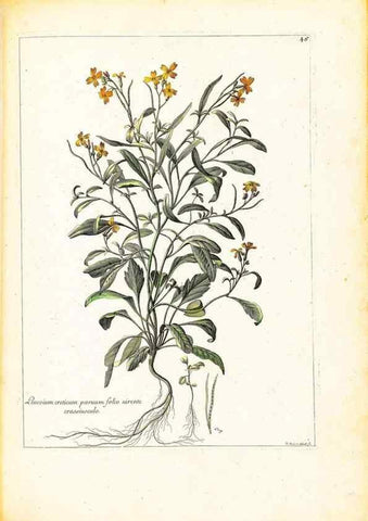 Reproducción/Reproduction 48584090941: [Recueil des plantes dessinées et gravées par ordre du roi Louis XIV].. Paris :Impr. royale,1786. 