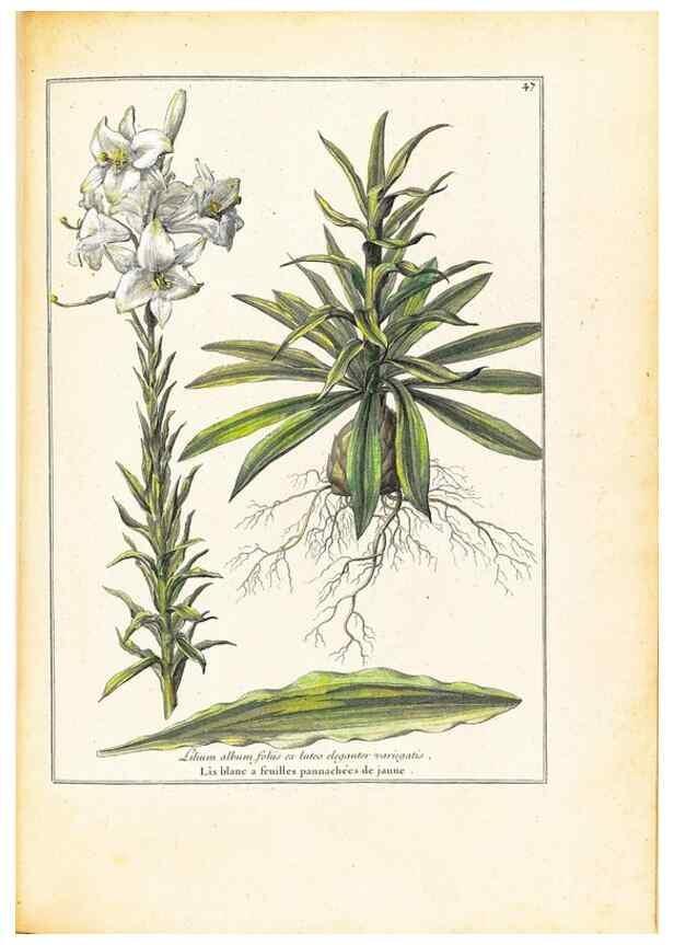 Reproducción/Reproduction 48584239207: [Recueil des plantes dessinées et gravées par ordre du roi Louis XIV].. Paris :Impr. royale,1786. 