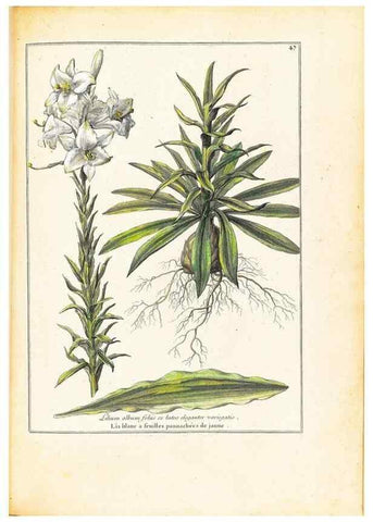 Reproducción/Reproduction 48584239207: [Recueil des plantes dessinées et gravées par ordre du roi Louis XIV].. Paris :Impr. royale,1786. 