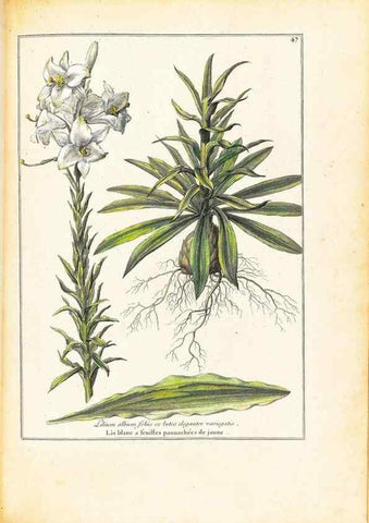 Reproducción/Reproduction 48584239207: [Recueil des plantes dessinées et gravées par ordre du roi Louis XIV].. Paris :Impr. royale,1786. 