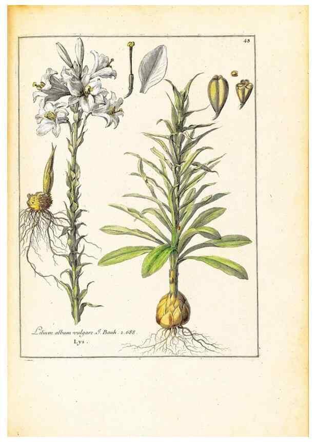 Reproducción/Reproduction 48584239992: [Recueil des plantes dessinées et gravées par ordre du roi Louis XIV].. Paris :Impr. royale,1786. 