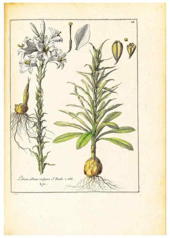 Reproducción/Reproduction 48584239992: [Recueil des plantes dessinées et gravées par ordre du roi Louis XIV].. Paris :Impr. royale,1786. 