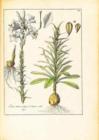 Reproducción/Reproduction 48584239992: [Recueil des plantes dessinées et gravées par ordre du roi Louis XIV].. Paris :Impr. royale,1786. 