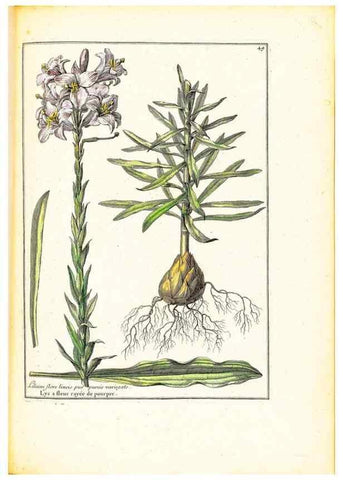 Reproducción/Reproduction 48584240457: [Recueil des plantes dessinées et gravées par ordre du roi Louis XIV].. Paris :Impr. royale,1786. 