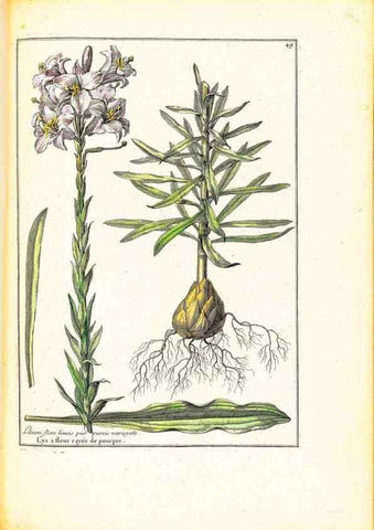 Reproducción/Reproduction 48584240457: [Recueil des plantes dessinées et gravées par ordre du roi Louis XIV].. Paris :Impr. royale,1786. 