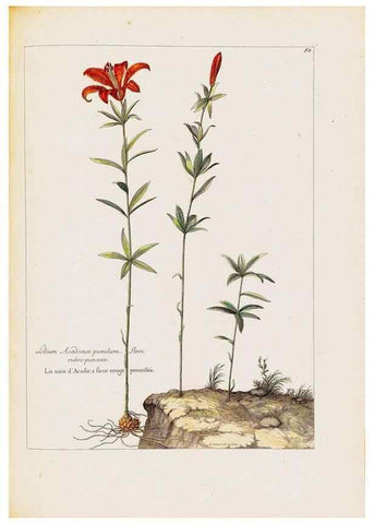 Reproducción/Reproduction 48584240927: [Recueil des plantes dessinées et gravées par ordre du roi Louis XIV].. Paris :Impr. royale,1786. 