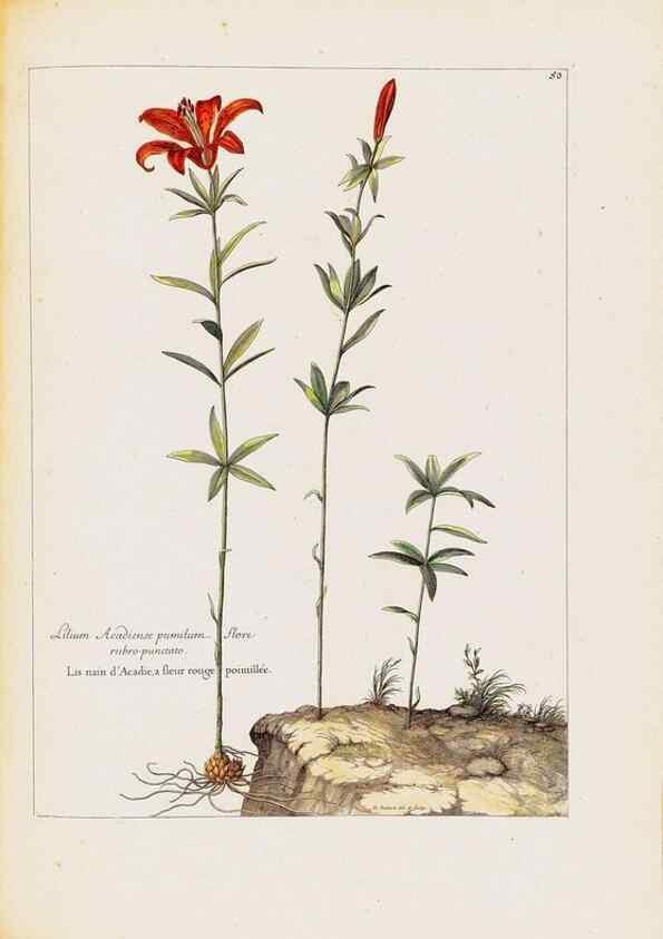Reproducción/Reproduction 48584240927: [Recueil des plantes dessinées et gravées par ordre du roi Louis XIV].. Paris :Impr. royale,1786. 