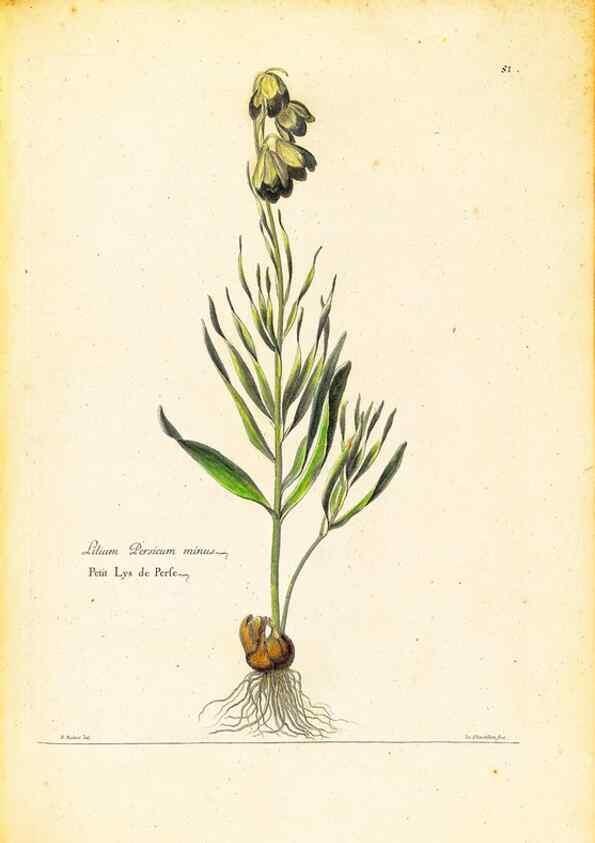 Reproducción/Reproduction 48584241512: [Recueil des plantes dessinées et gravées par ordre du roi Louis XIV].. Paris :Impr. royale,1786. 
