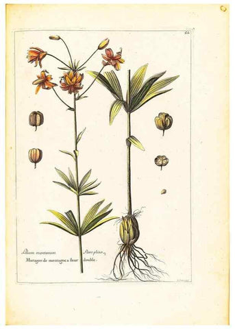 Reproducción/Reproduction 48584241907: [Recueil des plantes dessinées et gravées par ordre du roi Louis XIV].. Paris :Impr. royale,1786. 