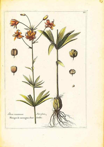Reproducción/Reproduction 48584241907: [Recueil des plantes dessinées et gravées par ordre du roi Louis XIV].. Paris :Impr. royale,1786. 