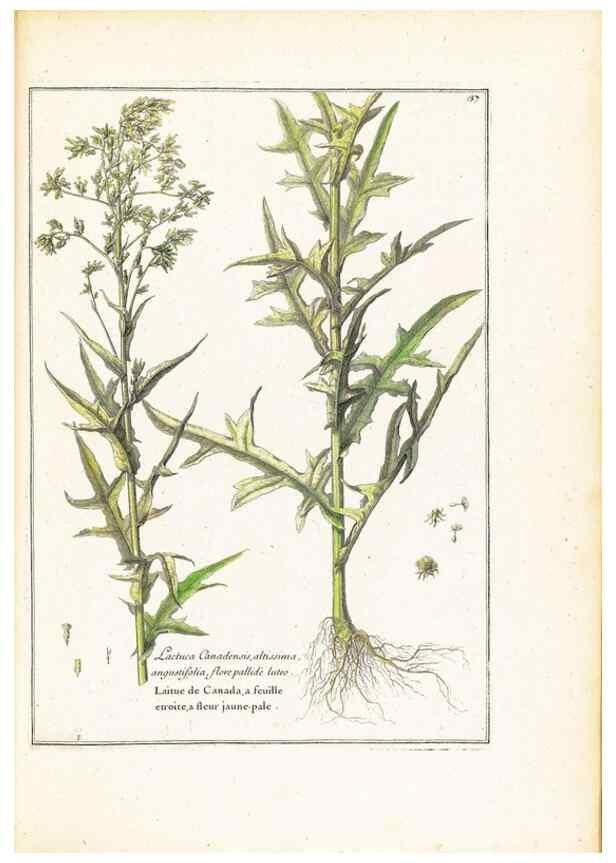 Reproducción/Reproduction 48584233962: [Recueil des plantes dessinées et gravées par ordre du roi Louis XIV].. Paris :Impr. royale,1786. 
