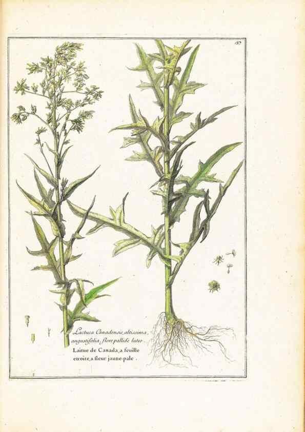 Reproducción/Reproduction 48584233962: [Recueil des plantes dessinées et gravées par ordre du roi Louis XIV].. Paris :Impr. royale,1786. 