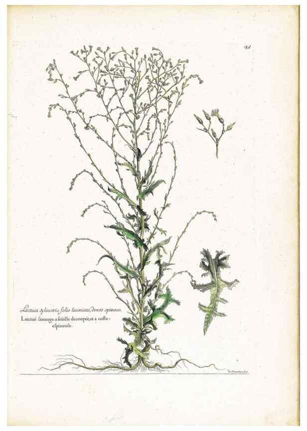 Reproducción/Reproduction 48584085636: [Recueil des plantes dessinées et gravées par ordre du roi Louis XIV].. Paris :Impr. royale,1786. 