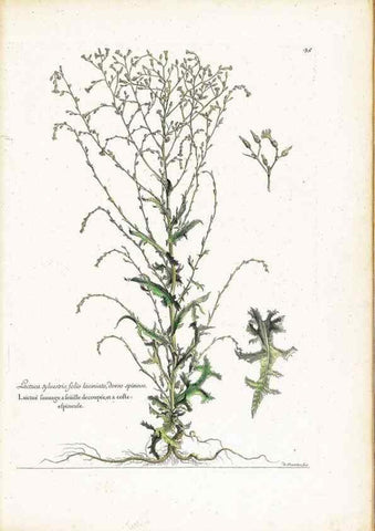 Reproducción/Reproduction 48584085636: [Recueil des plantes dessinées et gravées par ordre du roi Louis XIV].. Paris :Impr. royale,1786. 