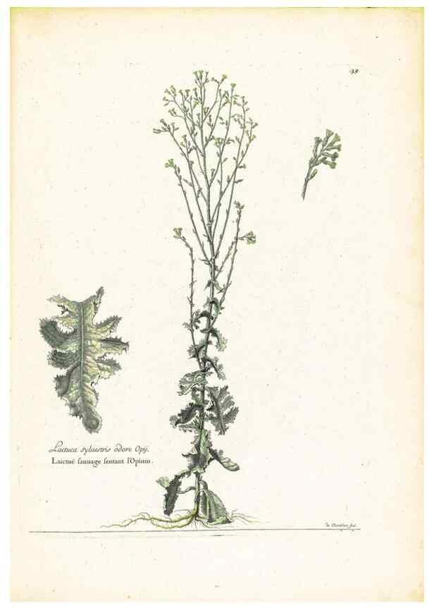 Reproducción/Reproduction 48584232977: [Recueil des plantes dessinées et gravées par ordre du roi Louis XIV].. Paris :Impr. royale,1786. 