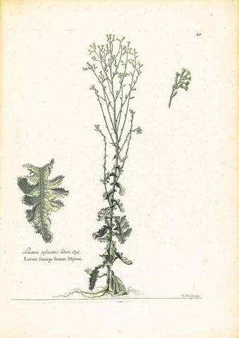 Reproducción/Reproduction 48584232977: [Recueil des plantes dessinées et gravées par ordre du roi Louis XIV].. Paris :Impr. royale,1786. 
