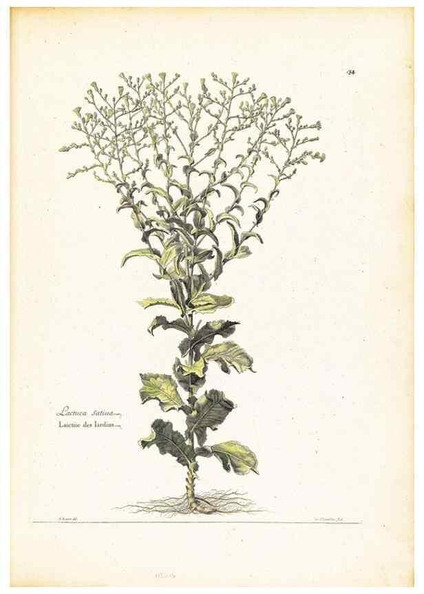 Reproducción/Reproduction 48584232502: [Recueil des plantes dessinées et gravées par ordre du roi Louis XIV].. Paris :Impr. royale,1786. 