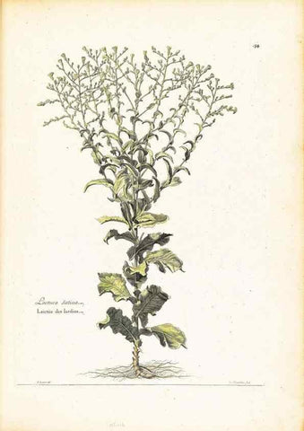 Reproducción/Reproduction 48584232502: [Recueil des plantes dessinées et gravées par ordre du roi Louis XIV].. Paris :Impr. royale,1786. 