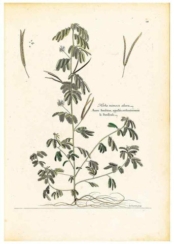 Reproducción/Reproduction 48584076336: [Recueil des plantes dessinées et gravées par ordre du roi Louis XIV].. Paris :Impr. royale,1786. 