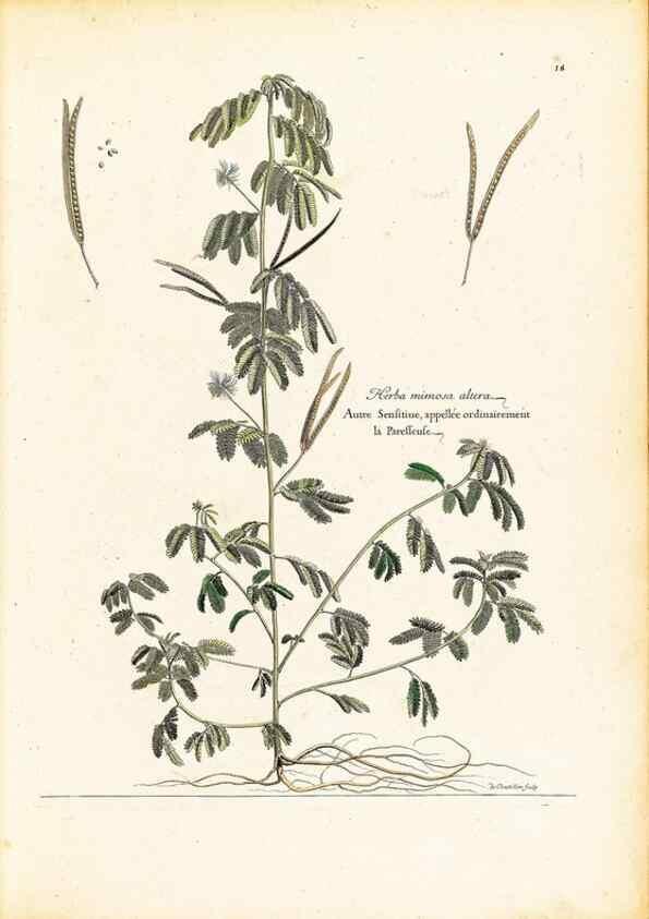 Reproducción/Reproduction 48584076336: [Recueil des plantes dessinées et gravées par ordre du roi Louis XIV].. Paris :Impr. royale,1786. 