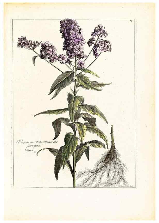 Reproducción/Reproduction 48584076871: [Recueil des plantes dessinées et gravées par ordre du roi Louis XIV].. Paris :Impr. royale,1786. 